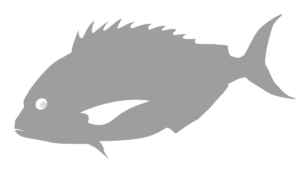 BLACK BREAM