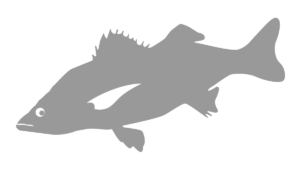 SEABASS